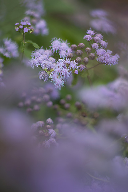 秋の花を求めて秩父、長瀞へ_b0010915_031117.jpg