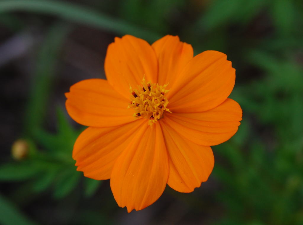 秋の花 けちけちオヤジのお気楽ダイアリーズ