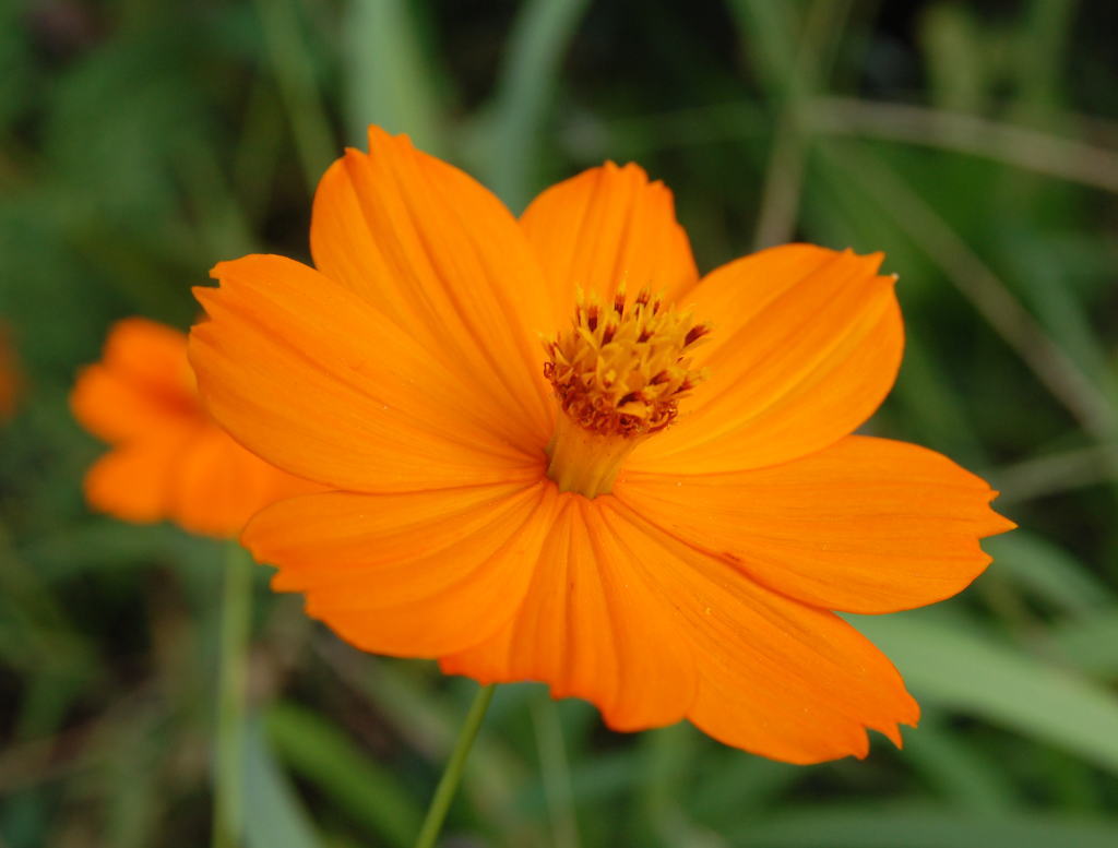 秋の花 けちけちオヤジのお気楽ダイアリーズ