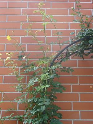 f0170524_11593392.jpg
