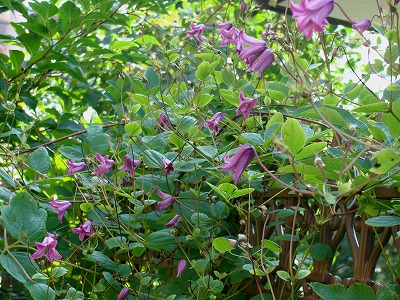 f0170524_120996.jpg