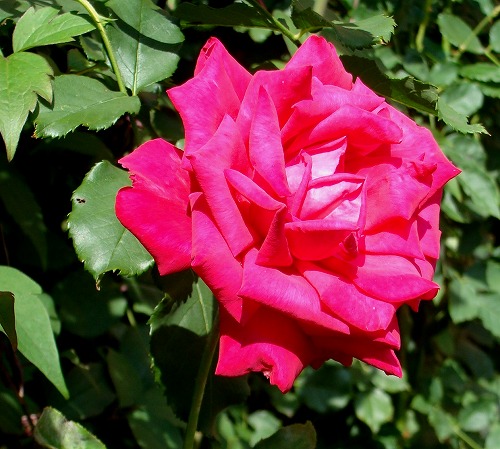 f0170524_12175275.jpg