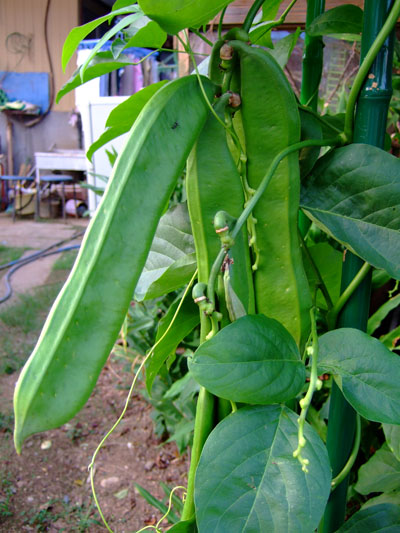 f0147025_204398.jpg