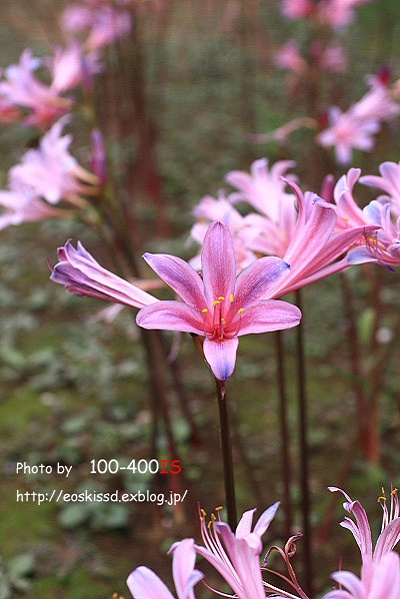 《花》　サギ草や彼岸花など　50mmマクロ　（振興センター）_c0080036_2357135.jpg