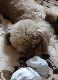 c0136736_19545795.gif