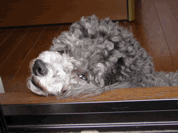 c0136736_2021720.gif