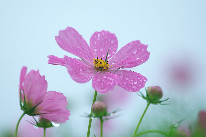 雨の日とコスモスと_c0067040_2142477.jpg