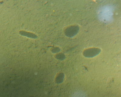 e0035757_0352416.jpg