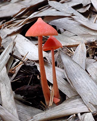 e0035757_0373167.jpg