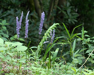e0035757_0411931.jpg