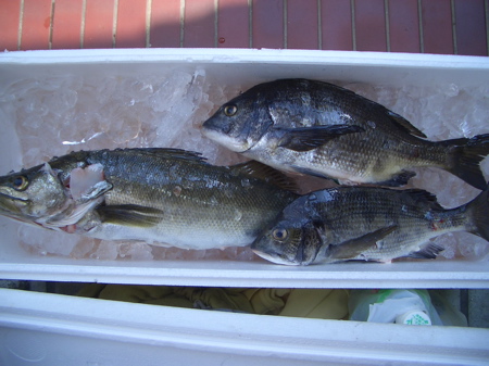 今年も 今日から魚屋のおかみさん 押し花おばさんの気まぐれブログ