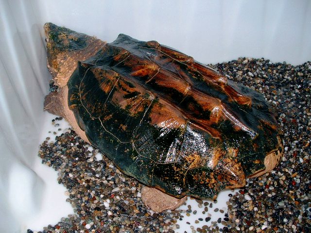 c0105569_3291144.jpg