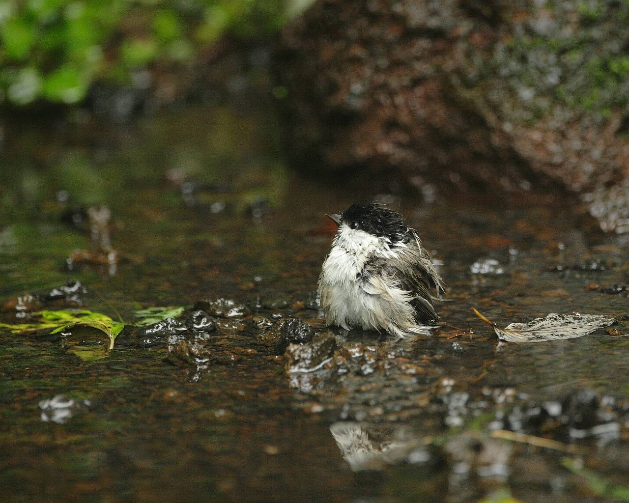 水浴びするコガラ 可愛い野鳥の涼しげな水浴びシーンの壁紙 Life With Birds 3 水浴びするコガラ 可愛い野鳥の涼しげな水浴びシーンの壁紙 Life With Birds 3