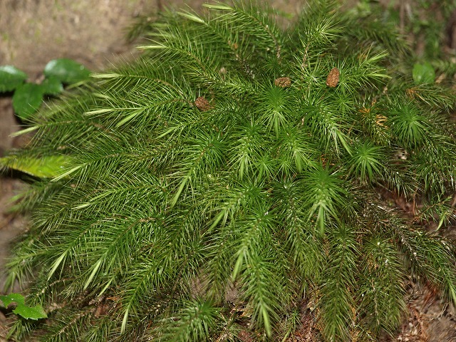 b0135573_17573468.jpg
