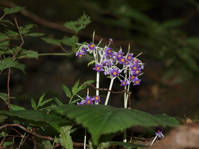 b0135573_17575529.jpg