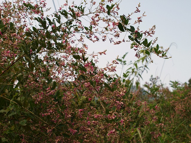 b0135573_1758472.jpg