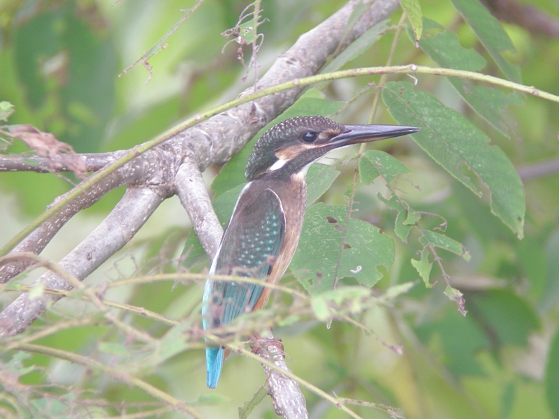 「狸」　　カワセミ幼鳥_f0168596_13424314.jpg