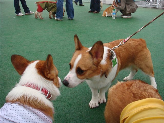 ～夏休みのイベント～_b0122401_26161.jpg