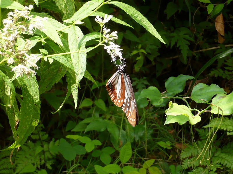 f0182513_8181873.jpg