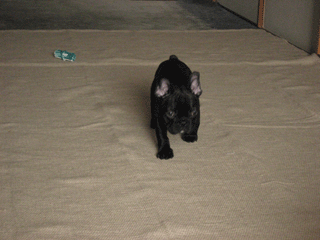 b0143214_1430296.gif
