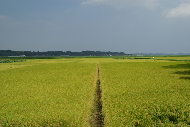 e0111217_22514966.jpg