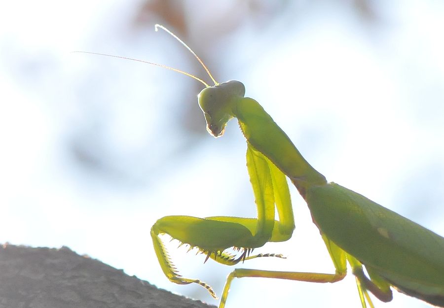 カマキリ 蟷螂 私のデジタル写真眼