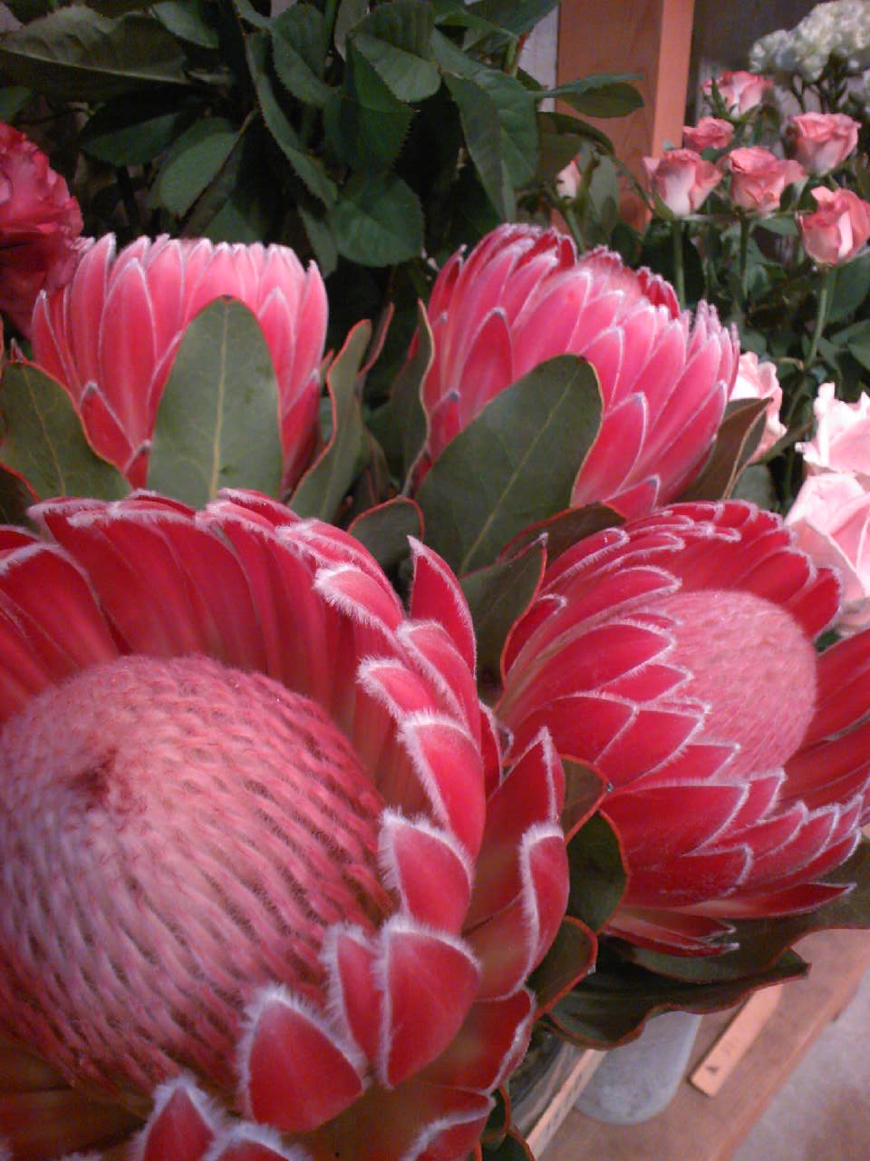 b0137240_170463.jpg