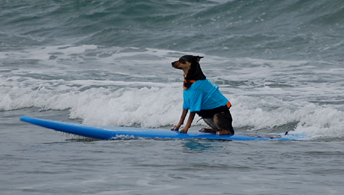 Dog Surf　2008/9/7 ハレ_d0114149_547856.jpg