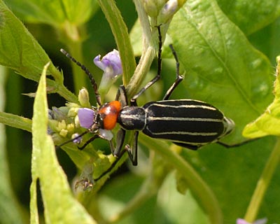 e0035757_172271.jpg