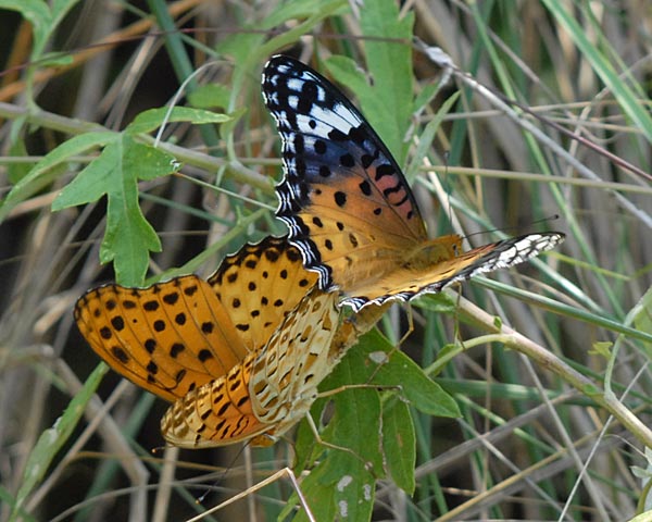 e0035757_17234762.jpg