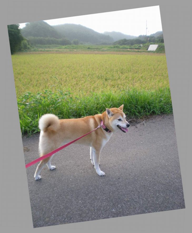9月8日(月)夏から秋への移ろいと愛ちゃん!_f0060461_20533371.jpg