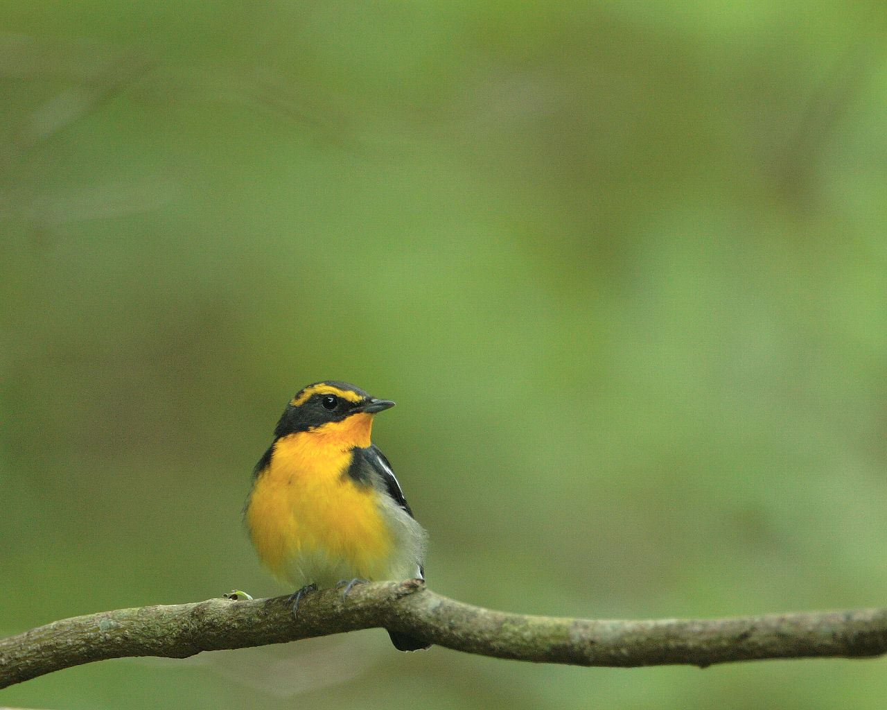 青い子の次は黄色い子（美しい野鳥の壁紙）_f0105570_21445731.jpg