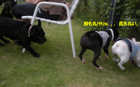 e0066883_20282365.gif