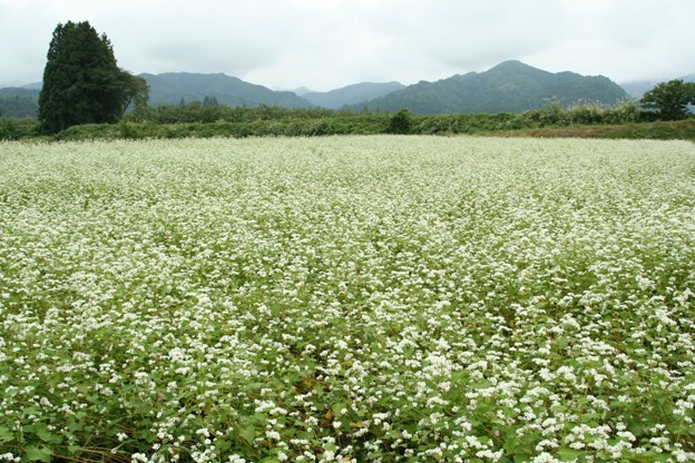 蕎麦処『花扇』_f0174989_15503175.jpg