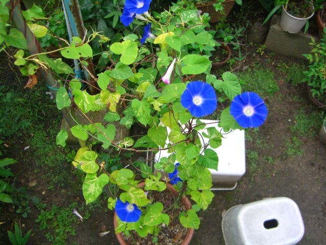 d0072395_5162050.jpg