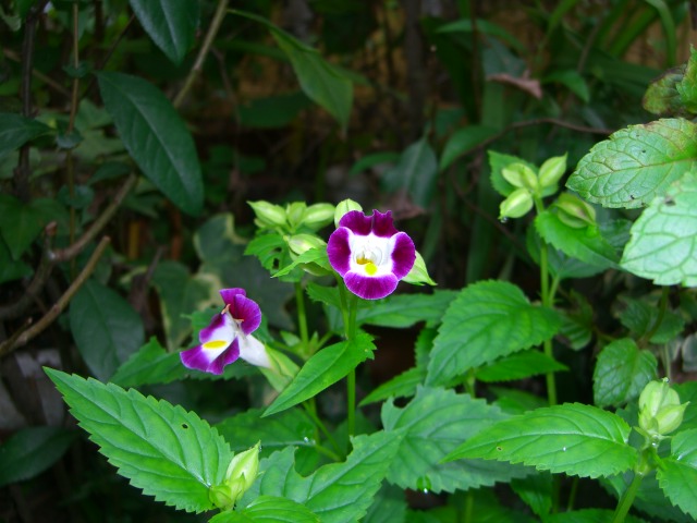 d0072395_5201164.jpg