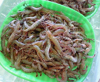 f0175403_9593934.jpg
