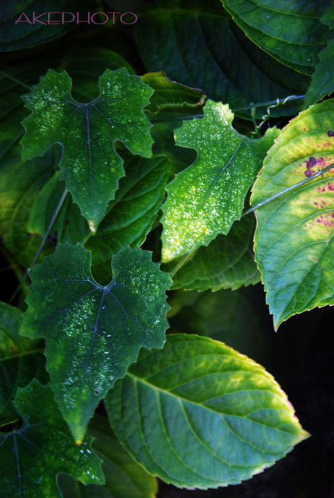 green_e0127416_0152459.jpg