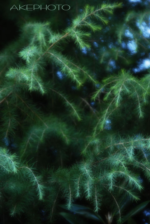 green_e0127416_0154724.jpg