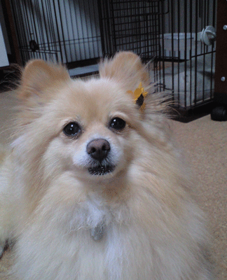 b0075318_1329679.gif