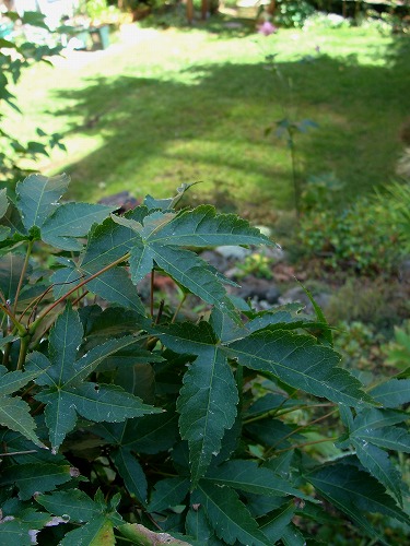 f0170524_15362879.jpg