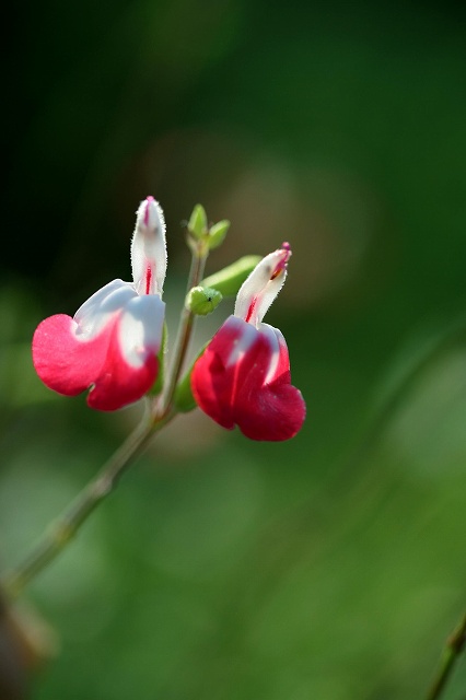 可愛い～チエリ－セ－ジ－の花_e0052135_2125364.jpg