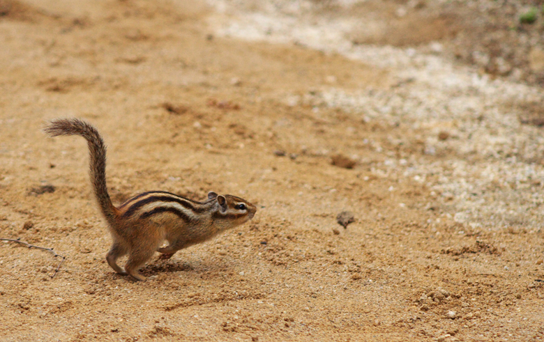 The forest of the squirrel partⅠ_d0099142_14145729.jpg