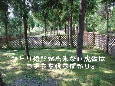 キャンぴんグゥゥ naoわんこパラダイスにて いぬの虎鉄とキャンプな日々