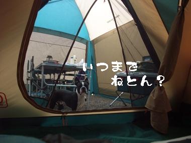 キャンぴんグゥゥ ｎａｏわんこパラダイスにて いぬの虎鉄とキャンプな日々