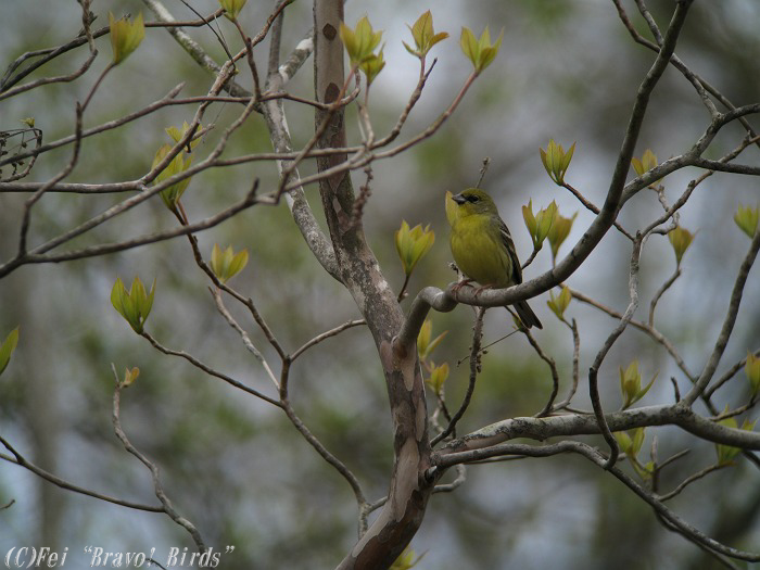 ノジコ　　Japanese Yellow Bunting/ Emberiza sulphurata_b0069564_21221259.jpg