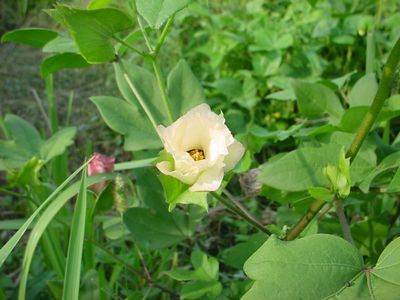 和綿の花が咲きました_a0042573_2041512.jpg