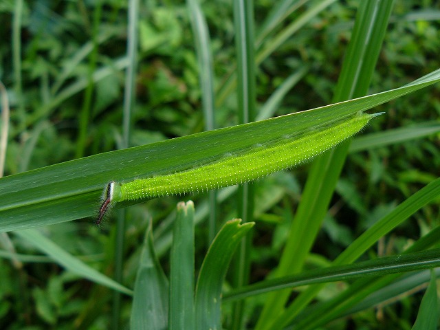 d0019074_6465219.jpg