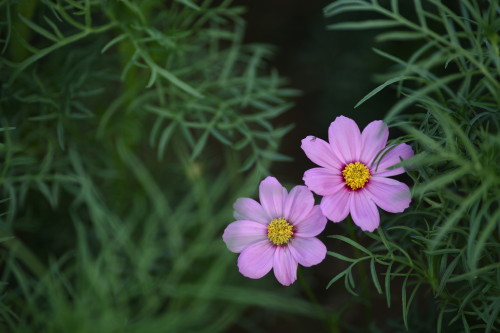 秋、花の美術館_d0110380_23413011.jpg