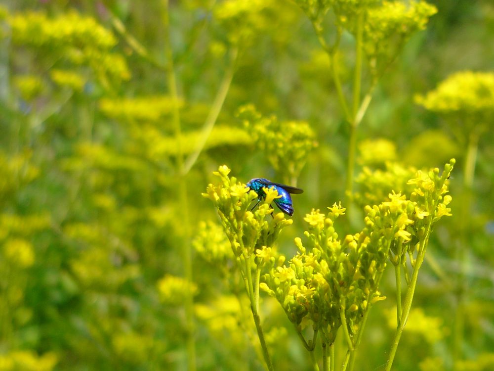 黄色い花に青い蜂_c0062511_611328.jpg